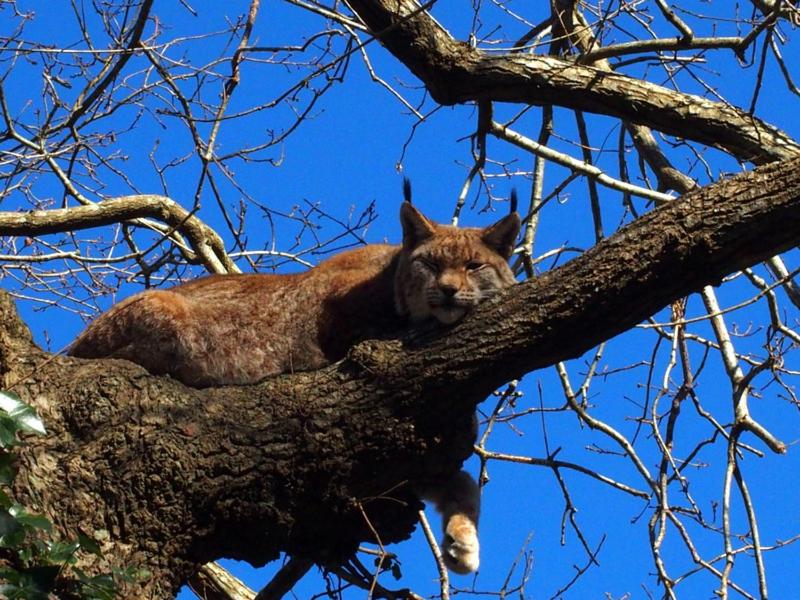 Karpin fauna