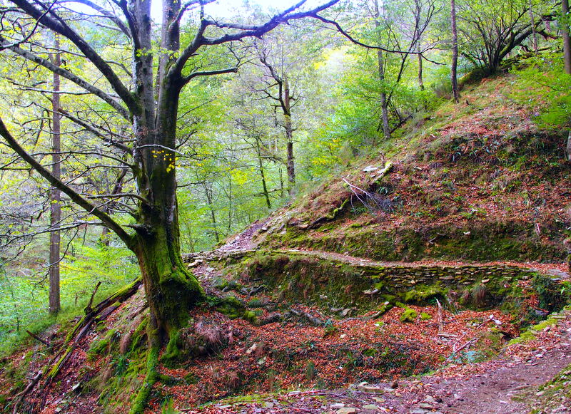 Bosques de karrantza